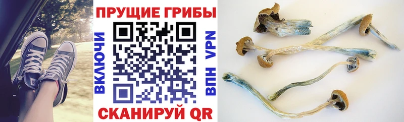 Псилоцибиновые грибы прущие грибы Гороховец